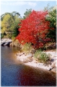 MA Crimson Tree, New England America